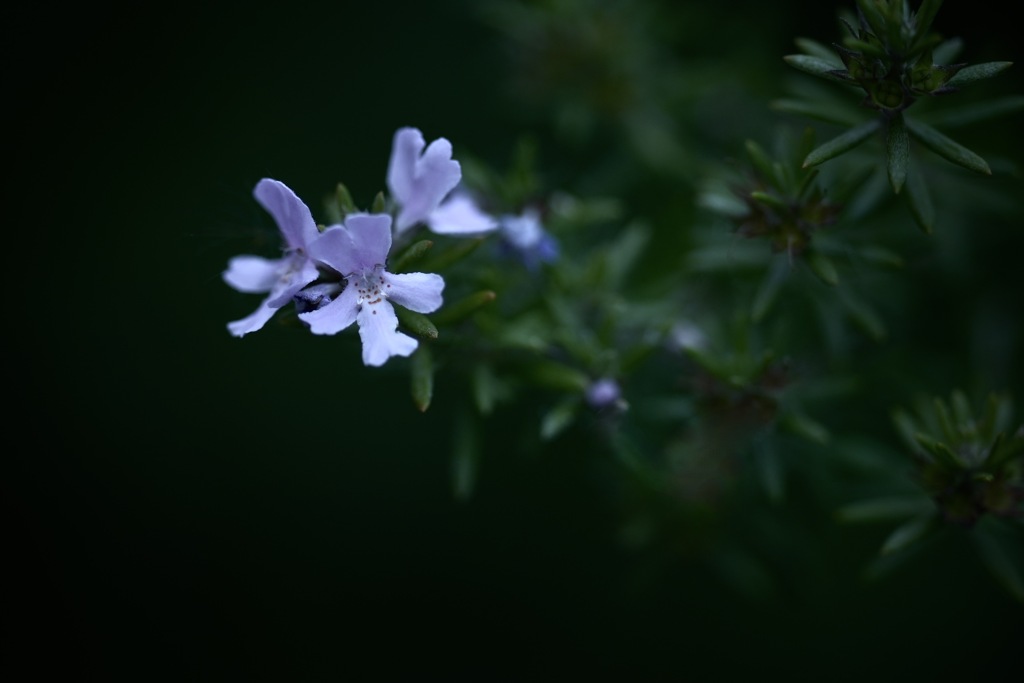 三連花のささやき