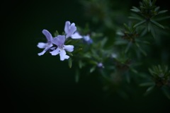 三連花のささやき