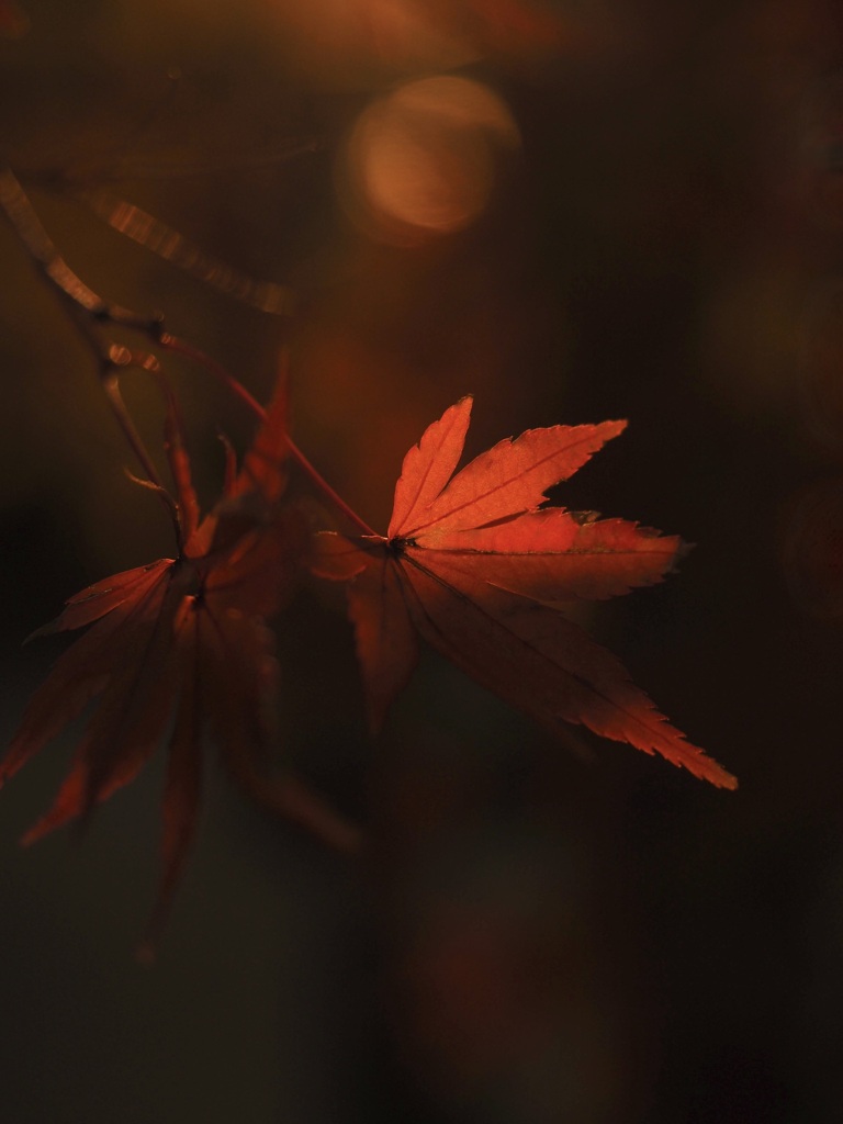 紅葉