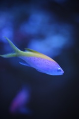 セパレートカラー