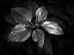 温室内の植物（モノクロ）