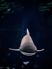 サメ・ツマグロ