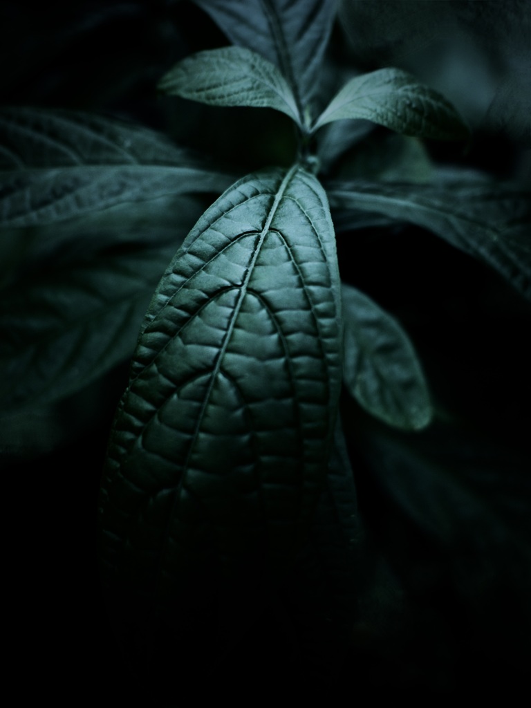 温室内の植物