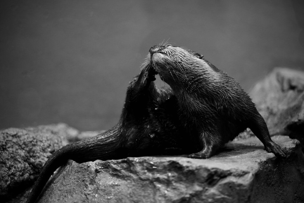 水上がりの仕草