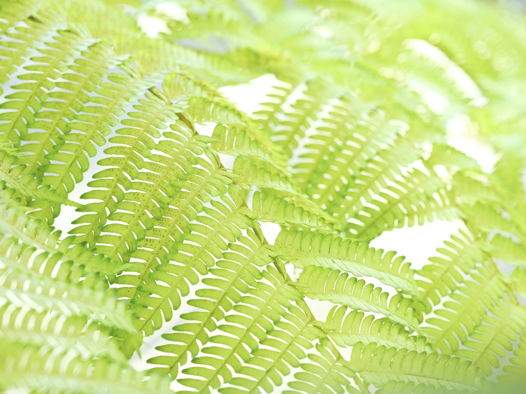 シダ