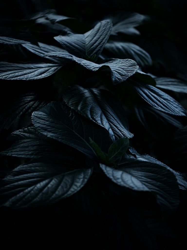 植物