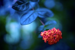 目を魅く紅