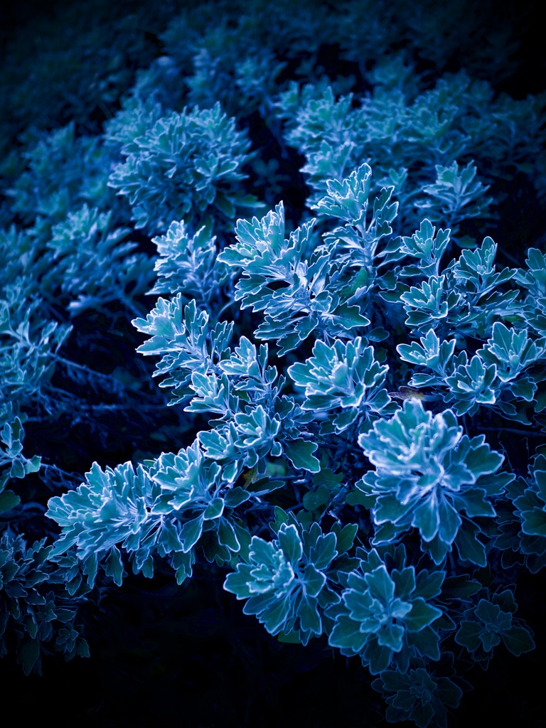 キクの一種