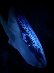 サメ・トラフザメ