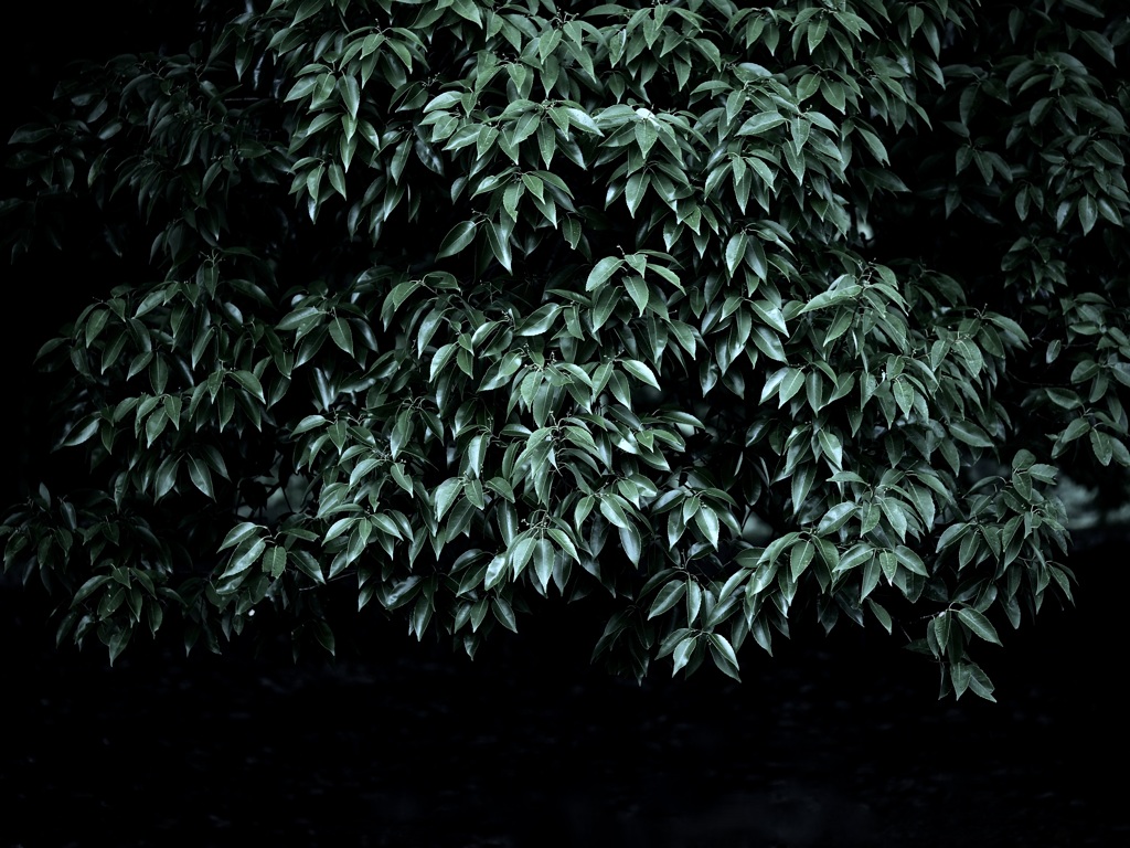 植物