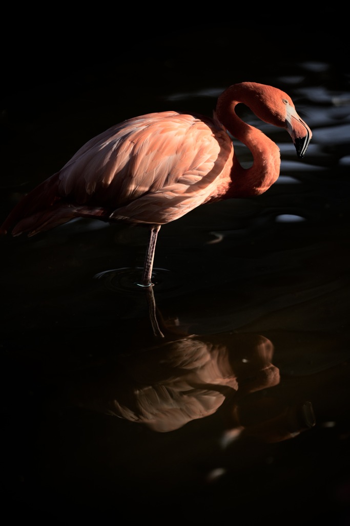 水辺のひととき