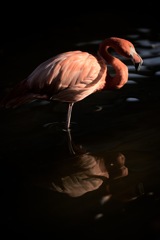 水辺のひととき