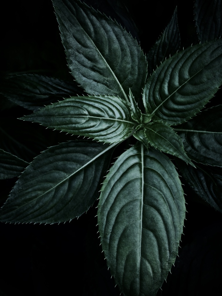 温室内の植物