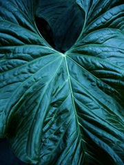 温室内の植物