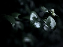 ツバキの葉