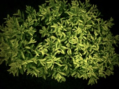 温室前の植物