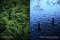 緑の葉／青い水面（組み写真+ソフトフィルター）