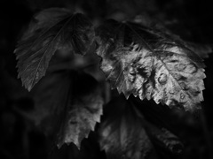 温室内の植物（モノクロ）