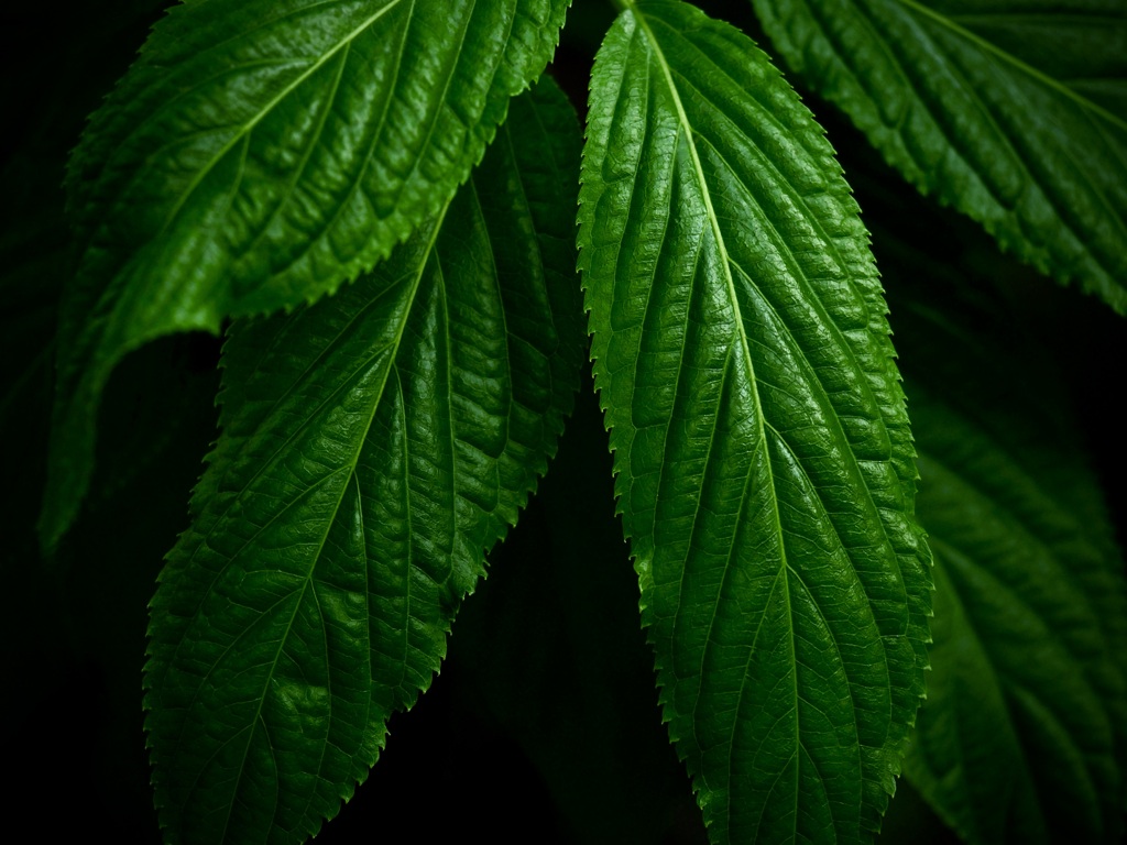 温室内の植物