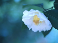 白いツバキ