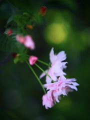 鎌足桜