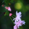鎌足桜