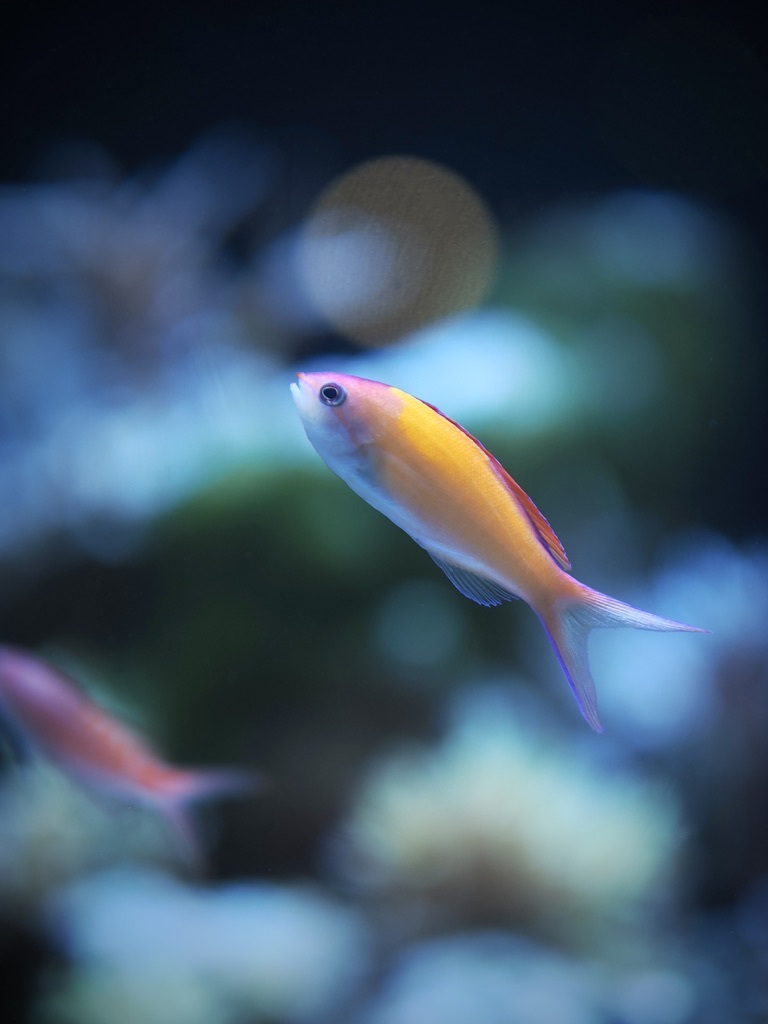 アクアリウムの生き物