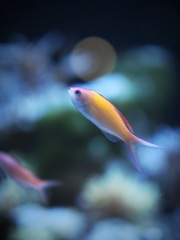 アクアリウムの生き物