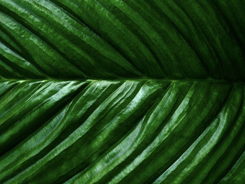 温室内の植物