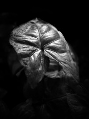 温室内の植物（モノクロ）