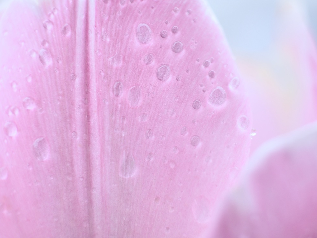 雨のチューリップ