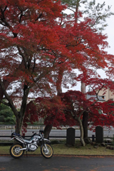 高麗神社の紅葉