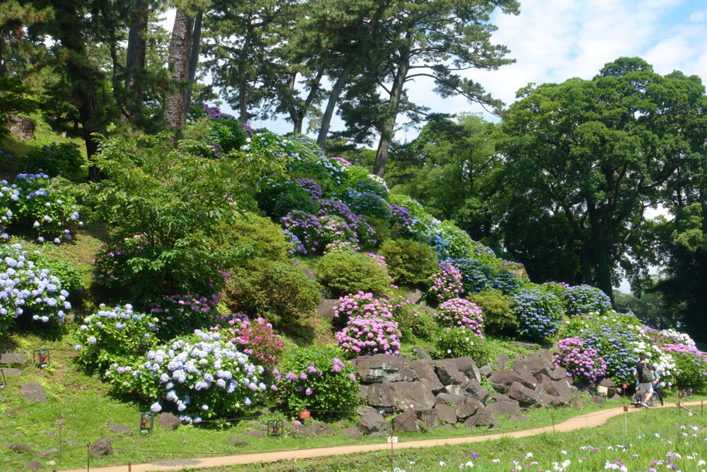 小田原城のあじさい