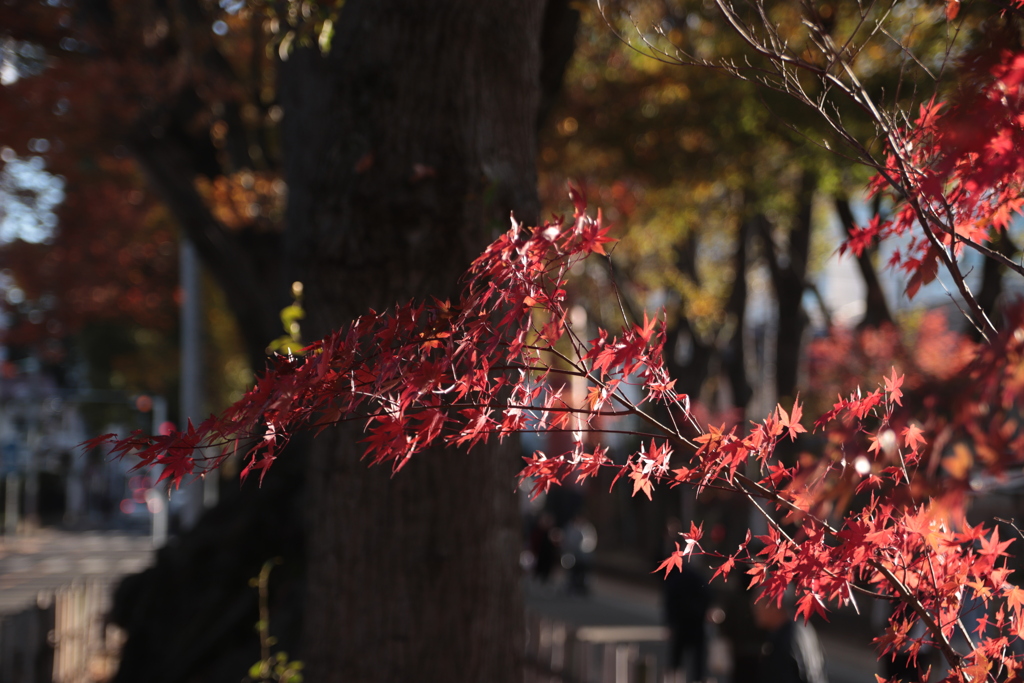 氷川神社参道のもみじ