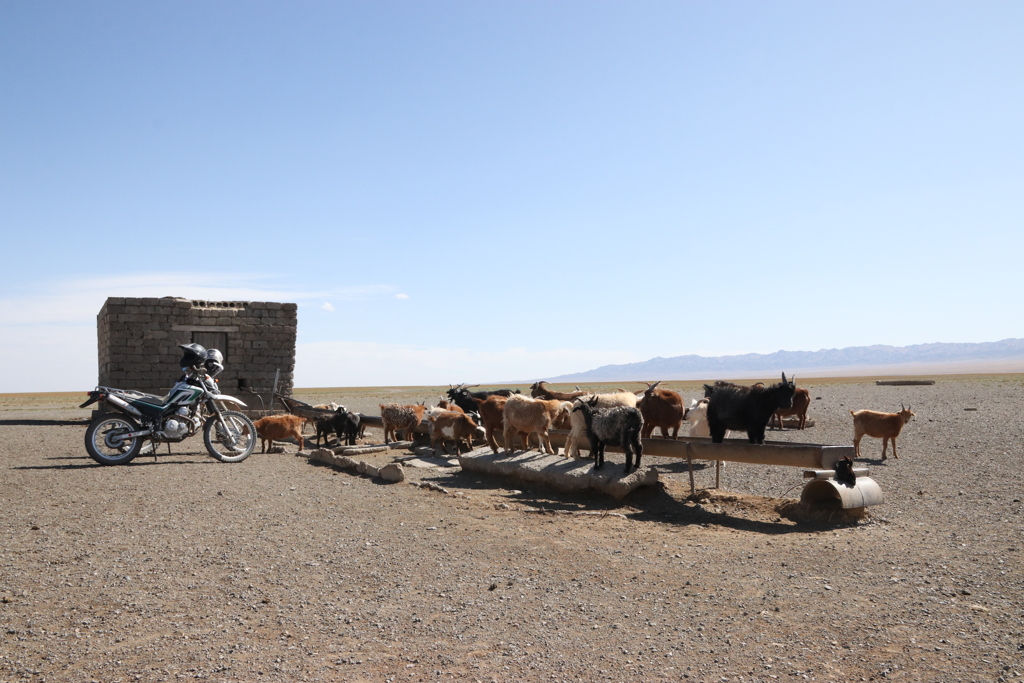モンゴル　ゴビ水飲み場と動物