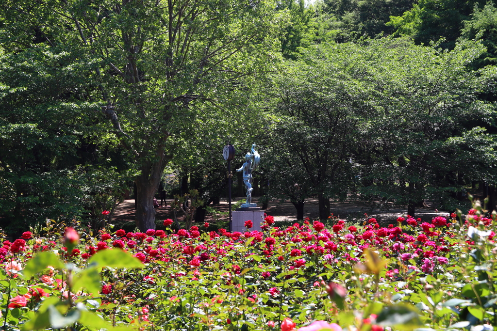 与野公園　バラ３