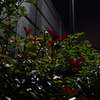 夜草