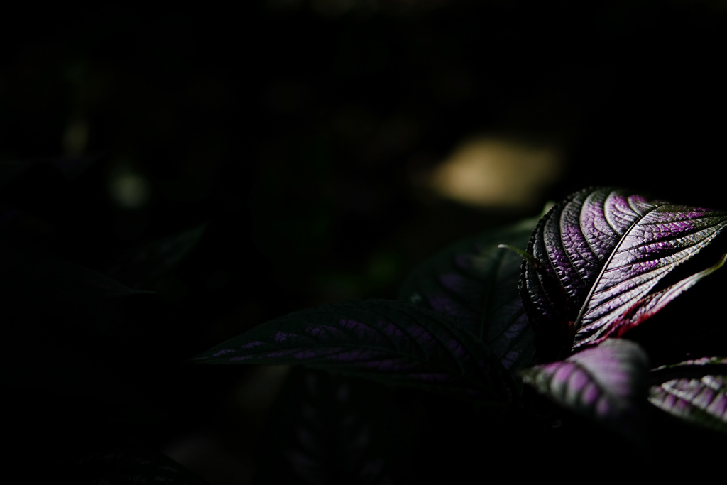緑化植物園１５