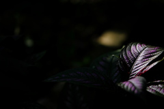 緑化植物園１５