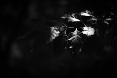 緑化植物園３