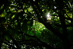 緑化植物園１１