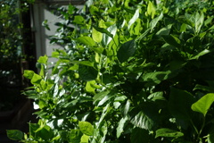 DSC02752