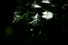 緑化植物園２