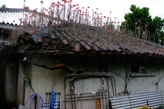 波照間６