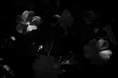 緑化植物園１８
