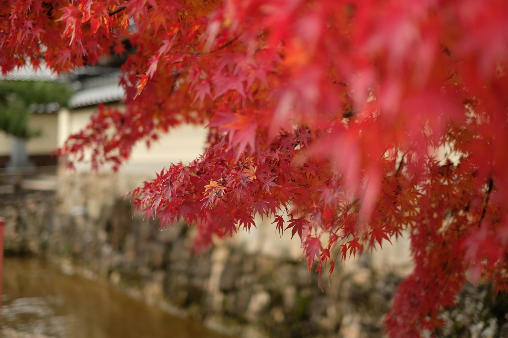竹田の紅葉２