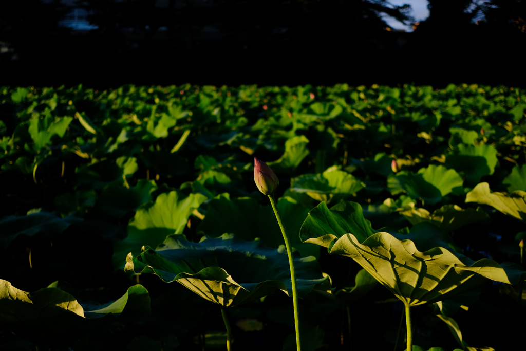 千秋公園