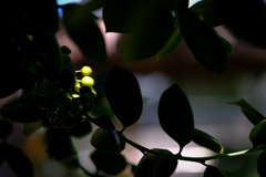 緑化植物園１６