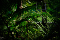緑化植物園５