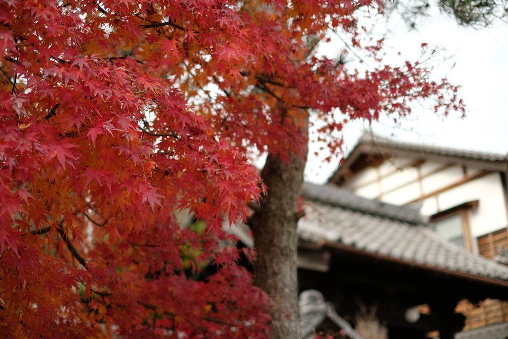 竹田の紅葉